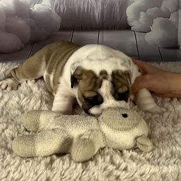 Bulldog Puppies from Sweet Rolls