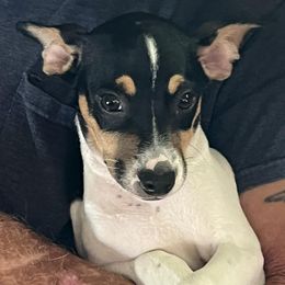 Rat Terriers from KC’S Rat Terriers
