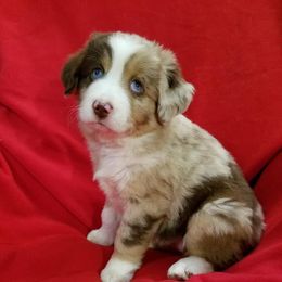 Miniature Australian Shepherd and Toy Australian Shepherd Puppies from James R Lucas