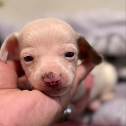 Sally - Piebald female Dachshund puppy in Moreno Valley, California from Purpleheart_doxiess