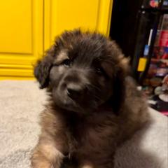 Black - Reddish brown female Leonberger puppy in Maple Valley, Washington from Tir na nOg Leonbergers