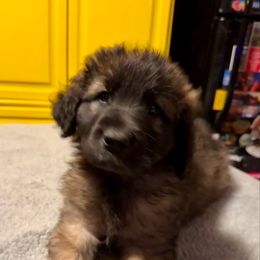 Black - Reddish brown female Leonberger puppy in Maple Valley, Washington from Tir na nOg Leonbergers