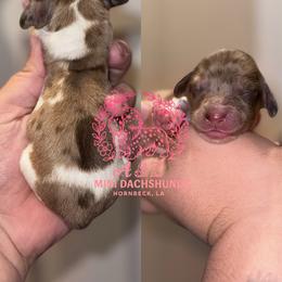 Delightful Derrick - Dapple male Dachshund puppy in Hornbeck, Louisiana from A&Z Mini Dachshunds