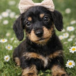 Ivy - Black and tan female Dachshund puppy in Alexander, North Dakota from Wild Rose Ridge Doxies