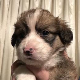 Tennessee - White and red male Pembroke Welsh Corgi puppy in Noti, Oregon from Solstice Farm Corgis