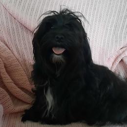 Sophie - Morkie