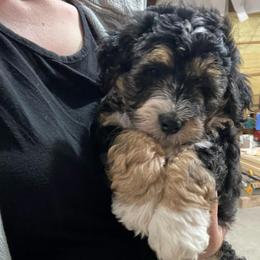 Hank - Tri-color male Bernedoodle puppy in Liberty, Pennsylvania from Mountain Springs Farm