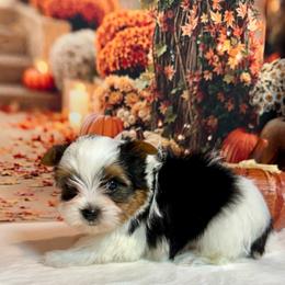 Blaze 3800 - Black tan and white male Biewer Terrier puppy in Nicholls, Georgia from Southeast Biewers