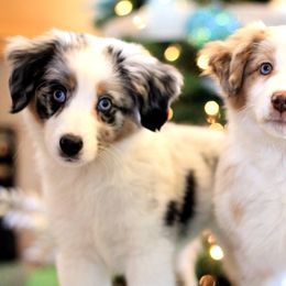 Miniature American Shepherd and Miniature Australian Shepherd Puppies from PreciousGem Miniature American Shepherds