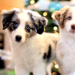 Miniature American Shepherd and Miniature Australian Shepherd Puppies from PreciousGem Miniature American Shepherds