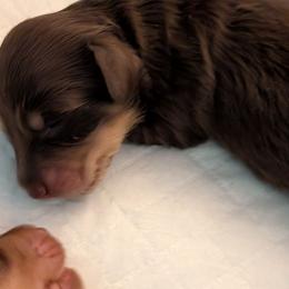 Nougat - Chocolate and cream male Dachshund puppy in Kitty Hawk, North Carolina from Dare Devil Dachshunds