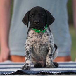 Boy 1 - Black roan male German Shorthaired Pointer puppy in Greensburg, Kentucky from Nosam Kennels- Hungarian Vizslas, and German Shorthairs Located in Kentucky