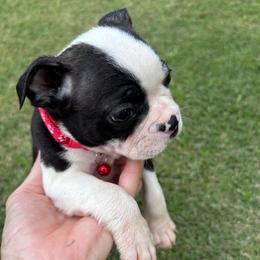 Jo. Male 1 - Black and white male Boston Terrier puppy in Mc Donough, Georgia from Ballard Boston Terriers