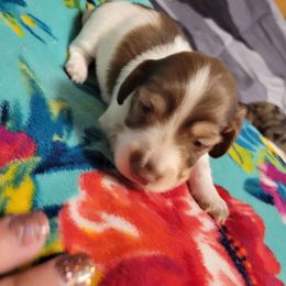Girl 2 - Chocolate and cream female Dachshund puppy in Bristow, Oklahoma from Small Blessings