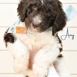Amy Farrah Fowler - Parti female Goldendoodle puppy in Dayton, Ohio from Perks Court Doodles