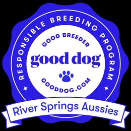 Miniature Australian Shepherd, Shih Tzu, and Toy Australian Shepherd Puppies from River Springs Aussies