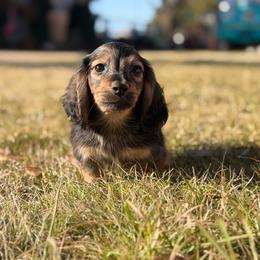 Scout - Cream male Dachshund puppy in Pflugerville, Texas from Dream A Dream Dachshunds