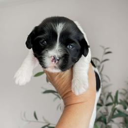 Tulip - Black and white female Shihpoo puppy in Hopkins County, Texas from Boutique Doodles