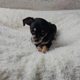 Petal - Black and tan female Chihuahua puppy in Decatur, Illinois from Petite Pups