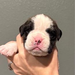 Hemsworth - Brindle male Boxer puppy in Medical Lake, Washington from Box and Bully Estates: Boxers and Old English Bulldogs