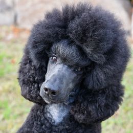 Vera - Poodle