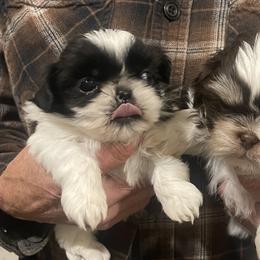 Shih Tzus from Polly Pockets Imperial Shih Tzu’s