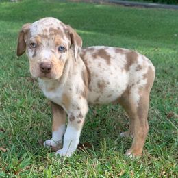 Red collar male - Red merle male Catahoula Leopard Dog puppy in Gadsden, Alabama from Rich Cat’s