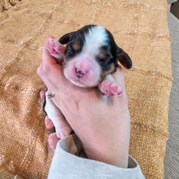 Red Boy - Tri-color male Cavalier King Charles Spaniel puppy in Nampa, Idaho from Heart Mountain Cavaliers & Floating Feathers Kennel