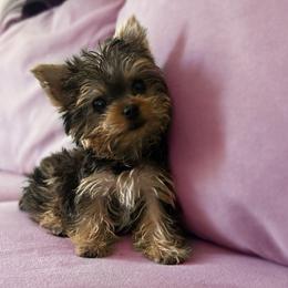 Butterscotch - Gold female Yorkshire Terrier puppy in Surprise, Arizona from Enchanted Yorkies
