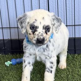 Sparkle - long coat Dalmatian - White and black female Dalmatian puppy in Sedalia, Missouri from Missouri Dalmatians