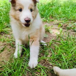 Azula - Sable merle and white female Shetland Sheepdog puppy in Albany, New York from K&A Little Wonder's