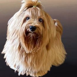 Milosz - Havanese