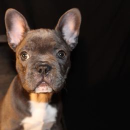 French Bulldog Puppies from Ballpark Bulldogs