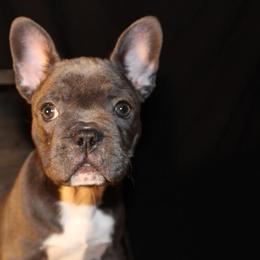 French Bulldog Puppies from Ballpark Bulldogs