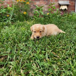 Labrador Retriever Puppies from Rebecca Barkelew