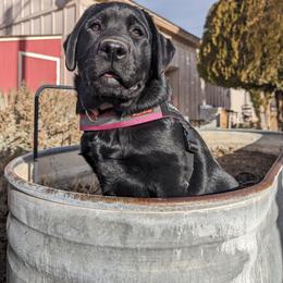 Anatolian Shepherd Dog and Labrador Retriever Puppies from Learning With Dogs