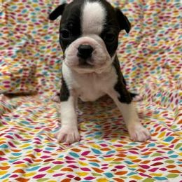 Chloe - Brindle and white female Boston Terrier puppy in Fillmore, Illinois from Wind Hill Puppies