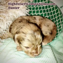 Aussiedoodle, Poodle, and Toy Australian Shepherd Puppies from High Desert Companions