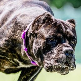 Cane Corso from Ancient City Cane Corso