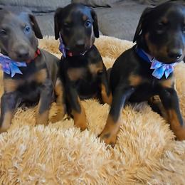 Doberman Pinscher puppies from Emerald Eire Dobermanns