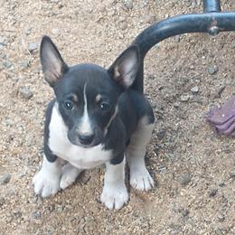 Magic - Black tan and white female Rat Terrier puppy in Harbison Canyon, California from Manumit Rat Terriers