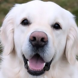 Apollo - Golden Retriever