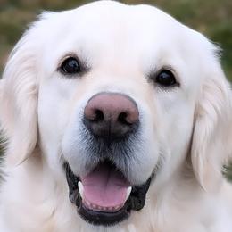 Apollo - Golden Retriever