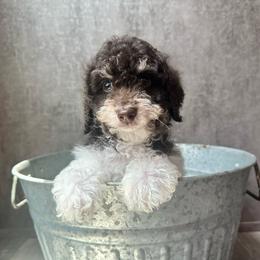 Bear - Tri-color male Cavapoo puppy in Austin, Texas from Doodles of Central Texas