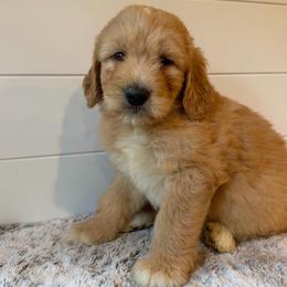 Yellow Collar Boy - Red  male Goldendoodle puppy in San Augustine, Texas from Vintage Doodles