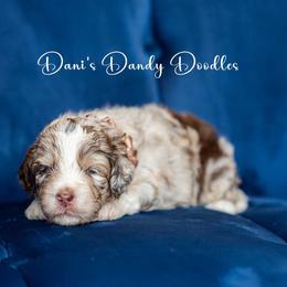 Aussiedoodle Puppies from Dani's Dandy Doodles