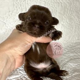 Shih Tzu Puppies from Shurbeez Shih Tzu