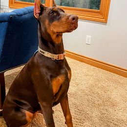Doberman Pinscher Puppies from Eminent Dobermans