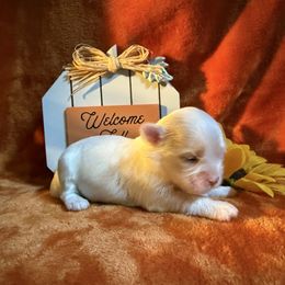 Lola - White female Maltese puppy in Asheville, North Carolina from TCBs Glowing Maltese