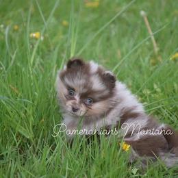Pomeranian Puppies from Pomeranians Montana